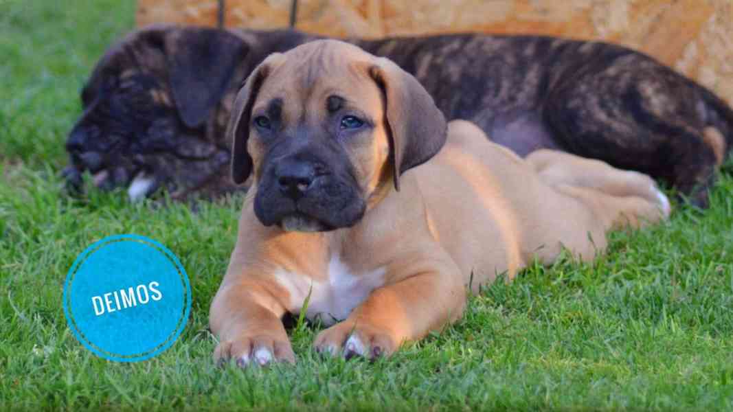 Štěňátka Boerboel s PP