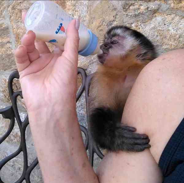  zdarma kapucínská opice k adopci  - foto 1