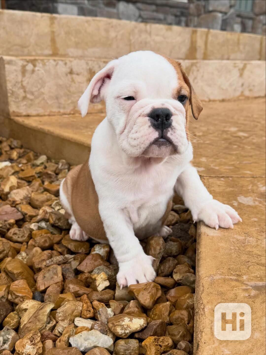 Veterinární kontrola, štěňata anglického buldoka na prodej - foto 1