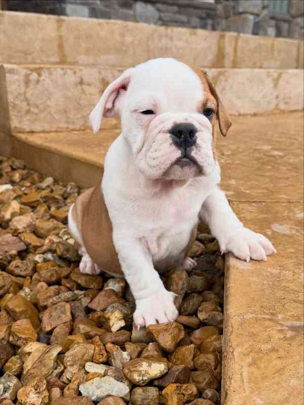 Veterinární kontrola, štěňata anglického buldoka na prodej - foto 1