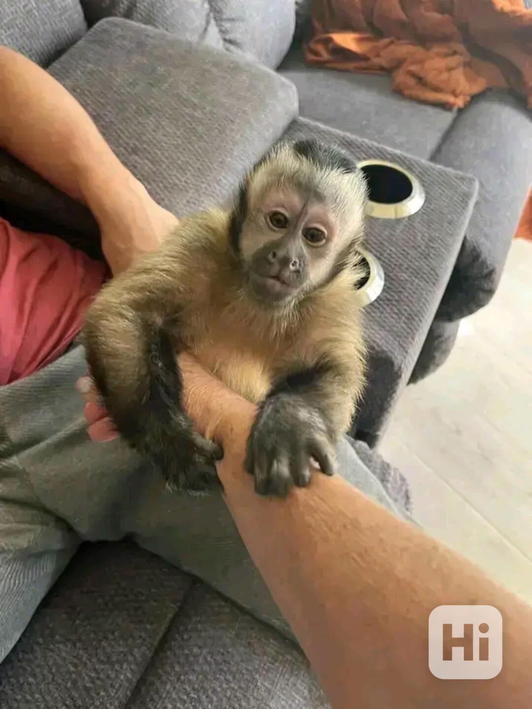  Velmi krásné kapucínské opice - foto 1