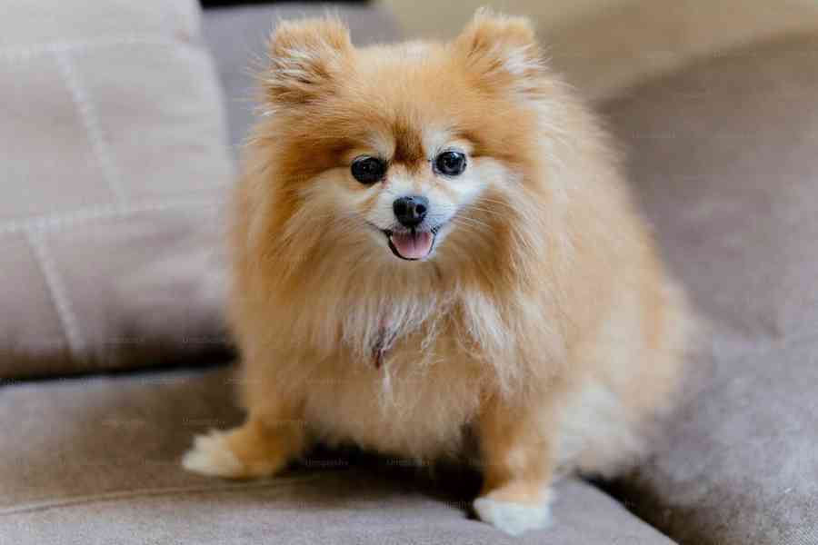 Německý špic trpasličí (Pomeranian) Štěňátka - foto 2