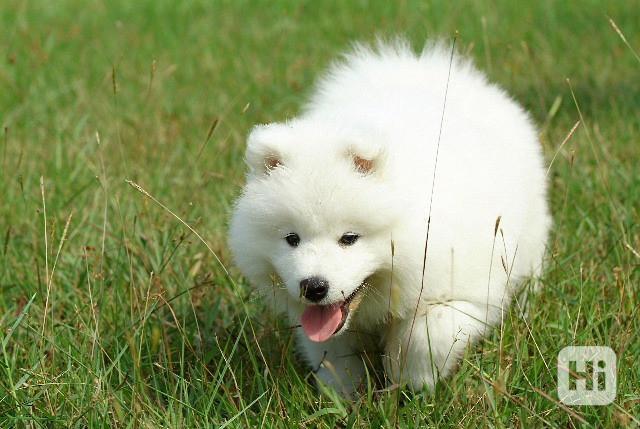 Máme štěňata samojedů k adopci zdarma. Naši štěňata samojedů - foto 1