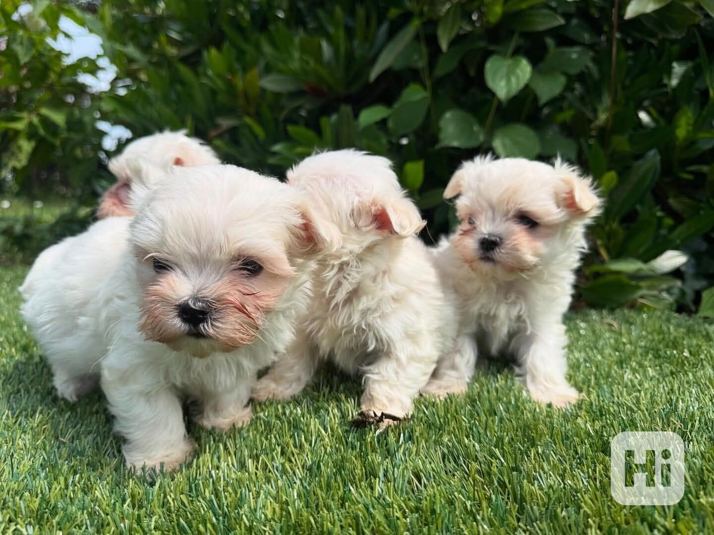 🌸🐶 Čistokrevná štěňata maltézského ovčáka - foto 1