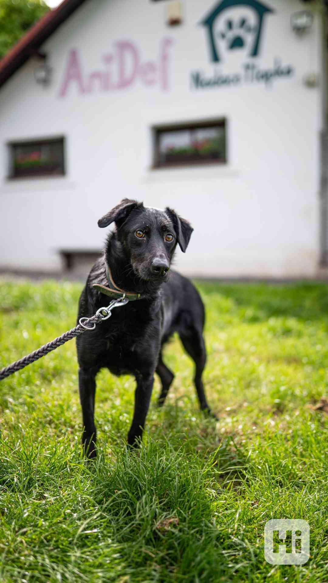 Vendelína - kříženka, hodná, 1 rok - foto 1