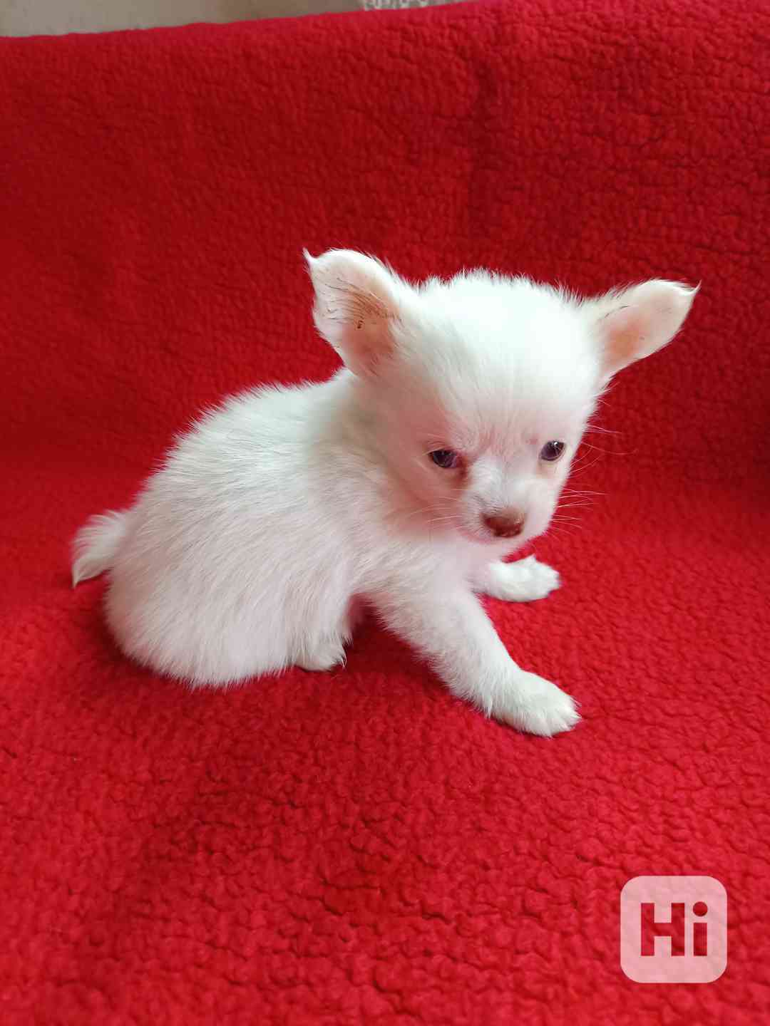 čivava dlouhosrstá s PPFCI  pejsek - foto 1