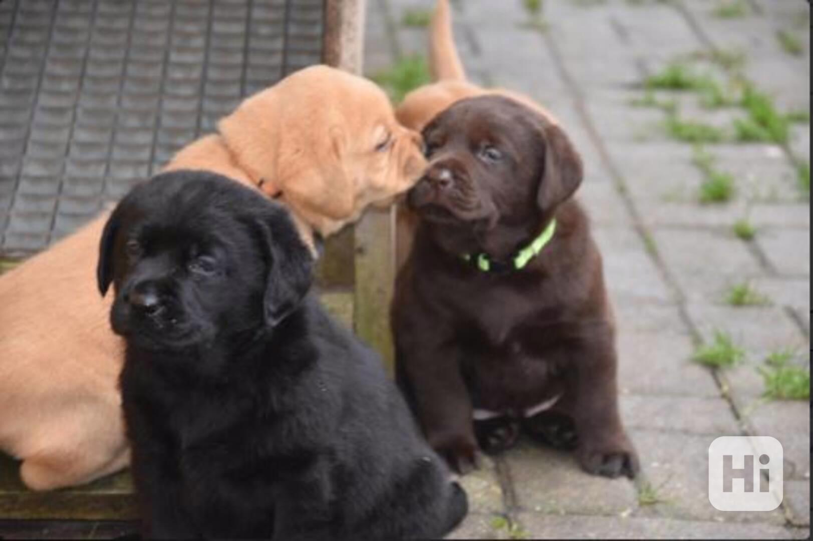 Štěňata labradora čokoládová a foxred - foto 1