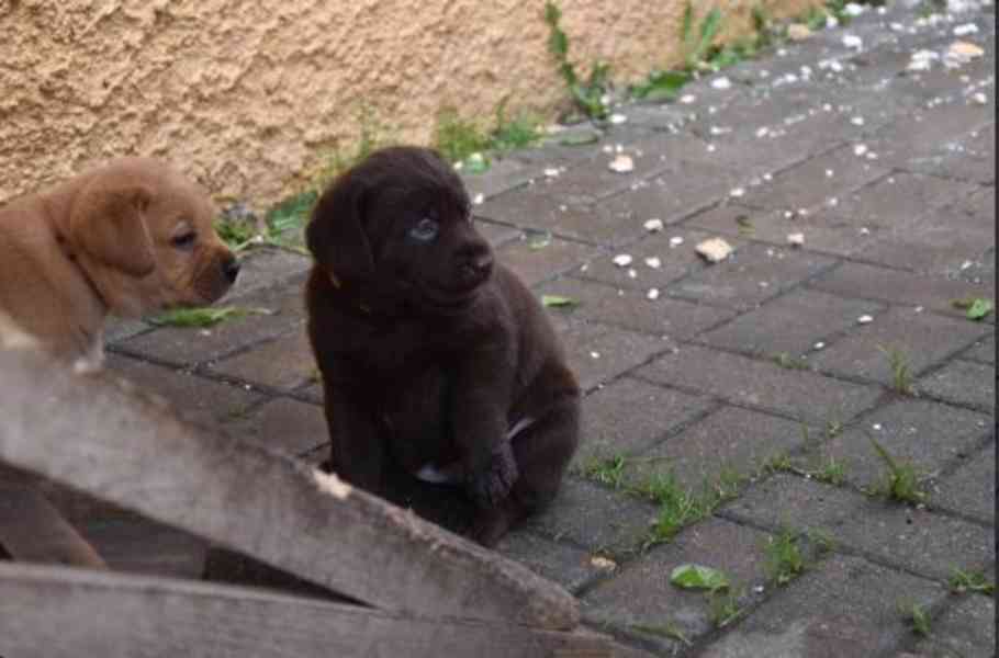 Štěňata labradora čokoládová a foxred - foto 2