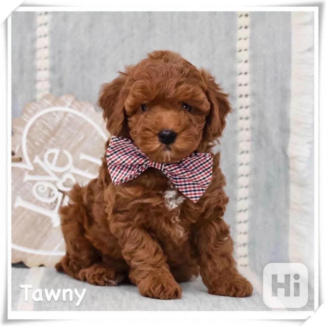 Štěňata cavapoo k adopci, 8 týdnů stará - foto 1