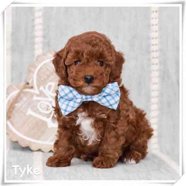 Štěňata cavapoo k adopci, 8 týdnů stará - foto 3