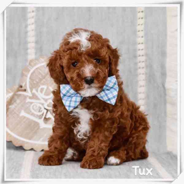 Štěňata cavapoo k adopci, 8 týdnů stará - foto 4