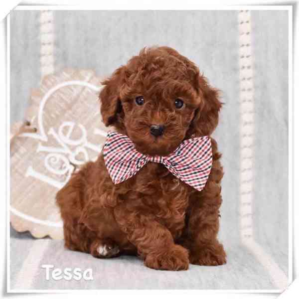 Štěňata cavapoo k adopci, 8 týdnů stará - foto 2