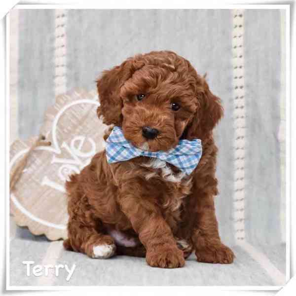 Štěňata cavapoo k adopci, 8 týdnů stará - foto 5
