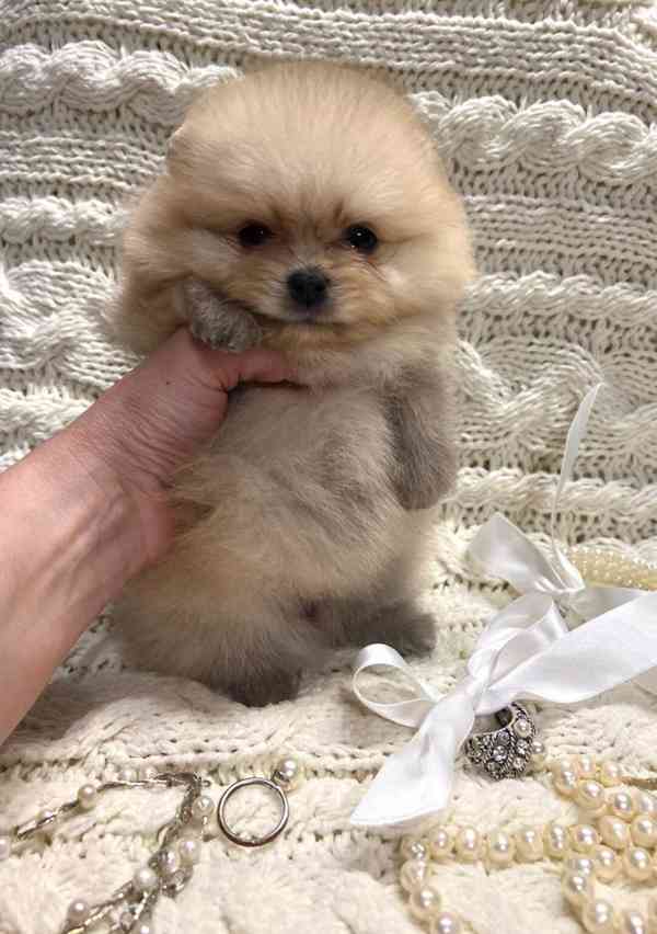 Roztomilý a roztomilý pomeranian - foto 1