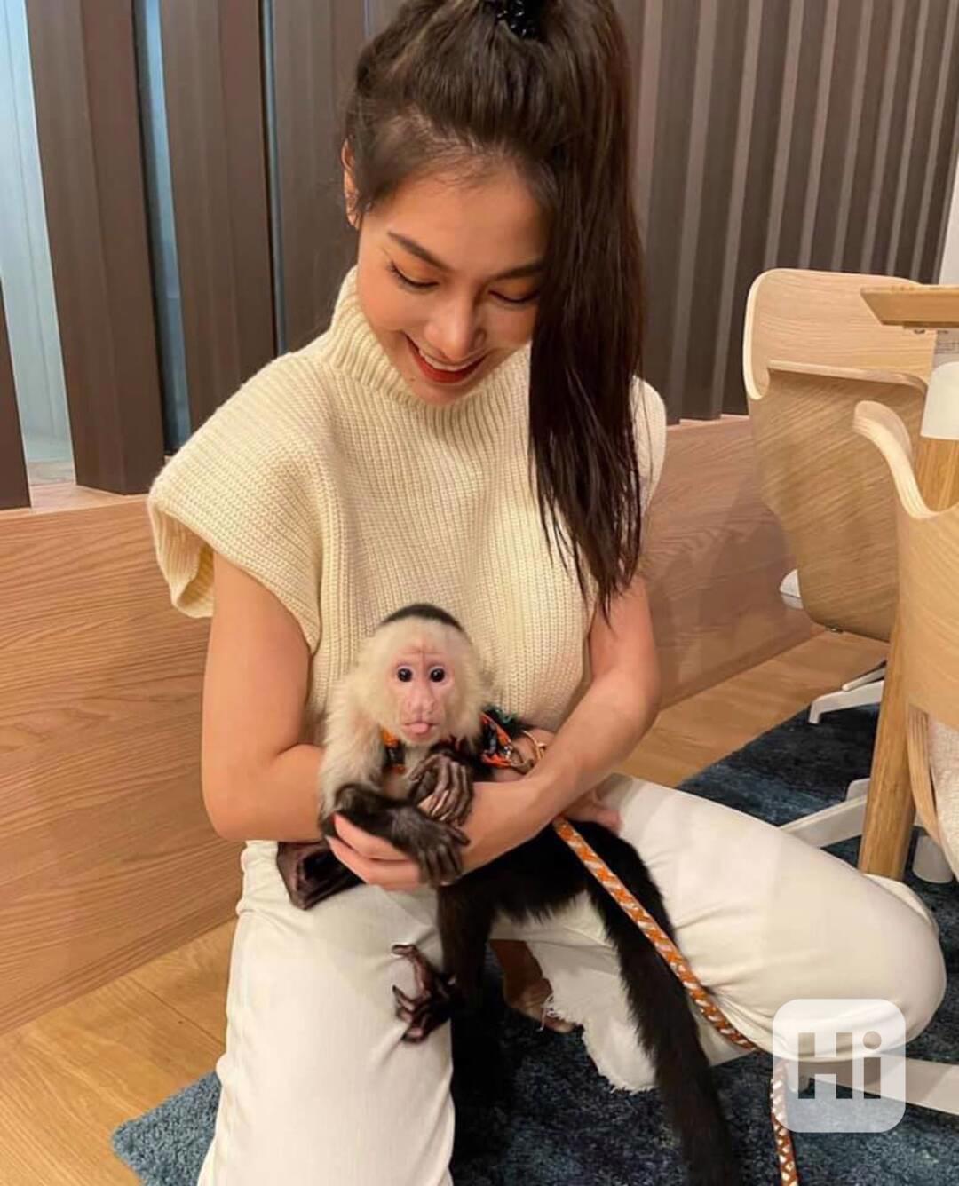 Zdarma Dítě kapucínské opice k adopci nyní zdarma - foto 1