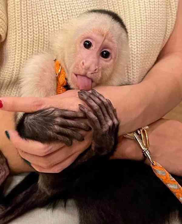 Zdarma Dítě kapucínské opice k adopci nyní zdarma - foto 4