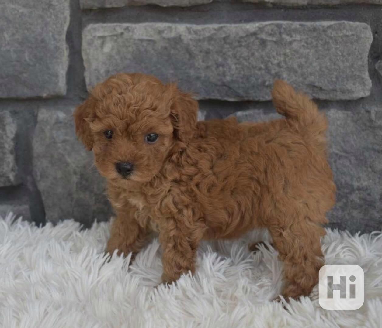 Štěně toy pudla - foto 1