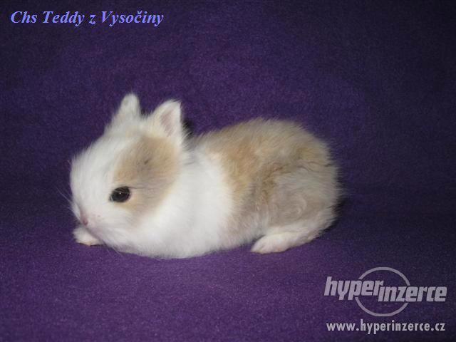 Teddy miminka s VP - foto 1