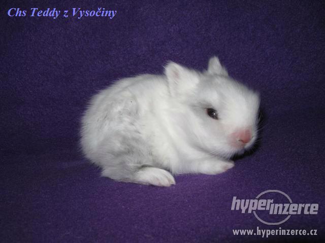 Teddy miminka s VP - foto 2