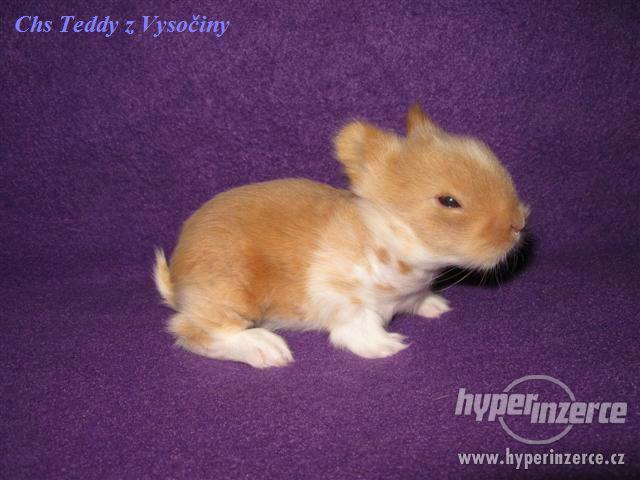 Teddy miminka s VP - foto 3