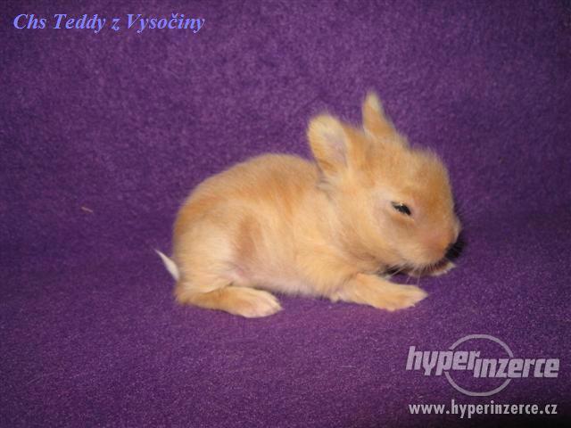 Teddy miminka s VP - foto 4