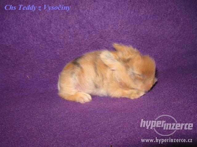Teddy miminka s VP - foto 5