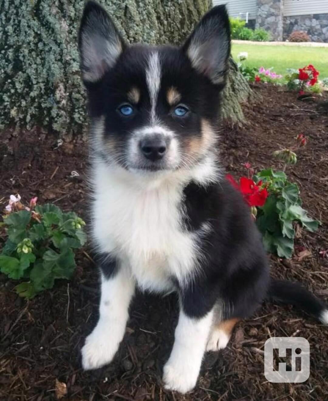 11 atraktivních štěňat pomského ovčáka je připraveno do nový - foto 1