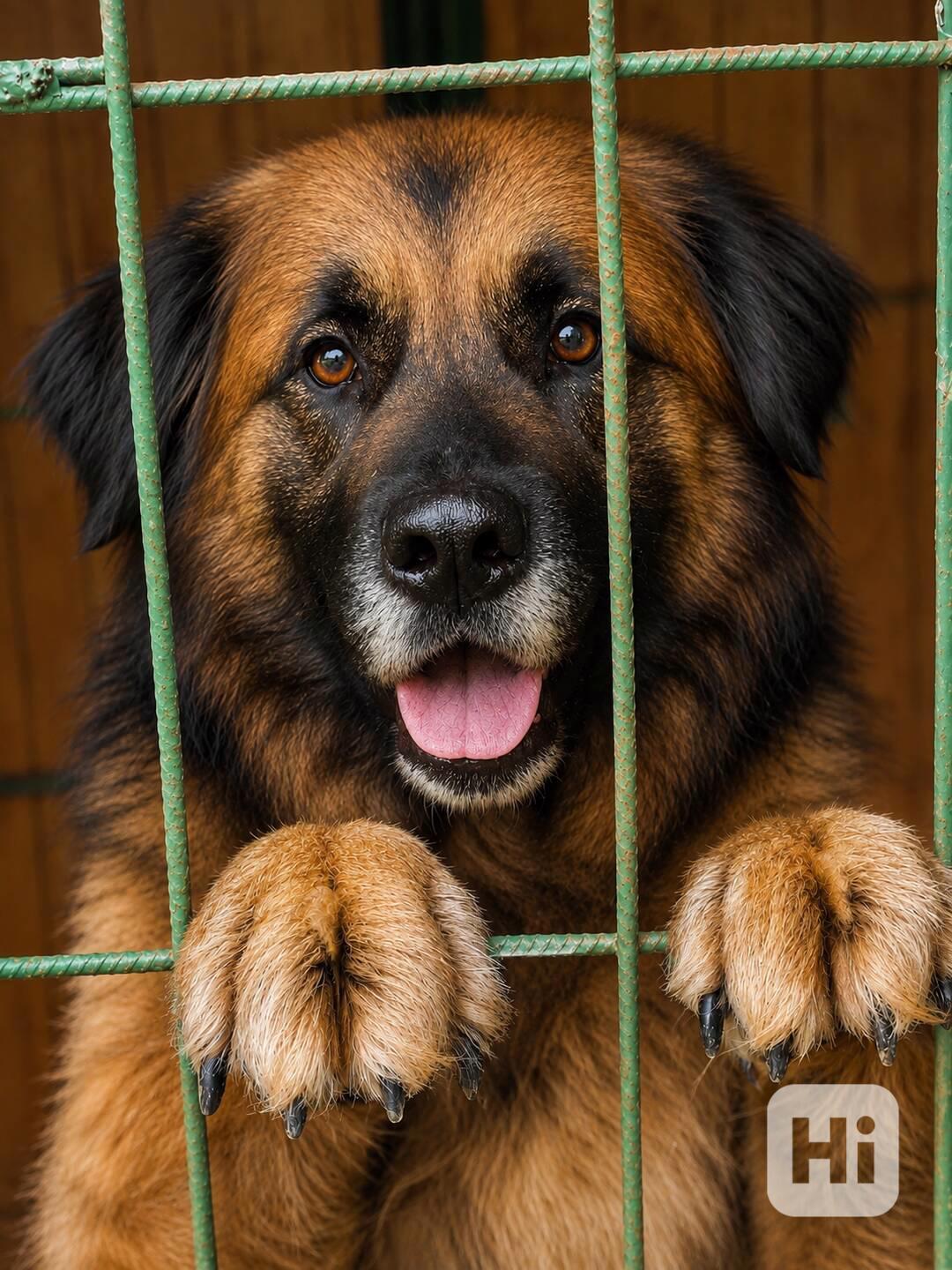 KENY - kastrovaný psík 5 let  - foto 1