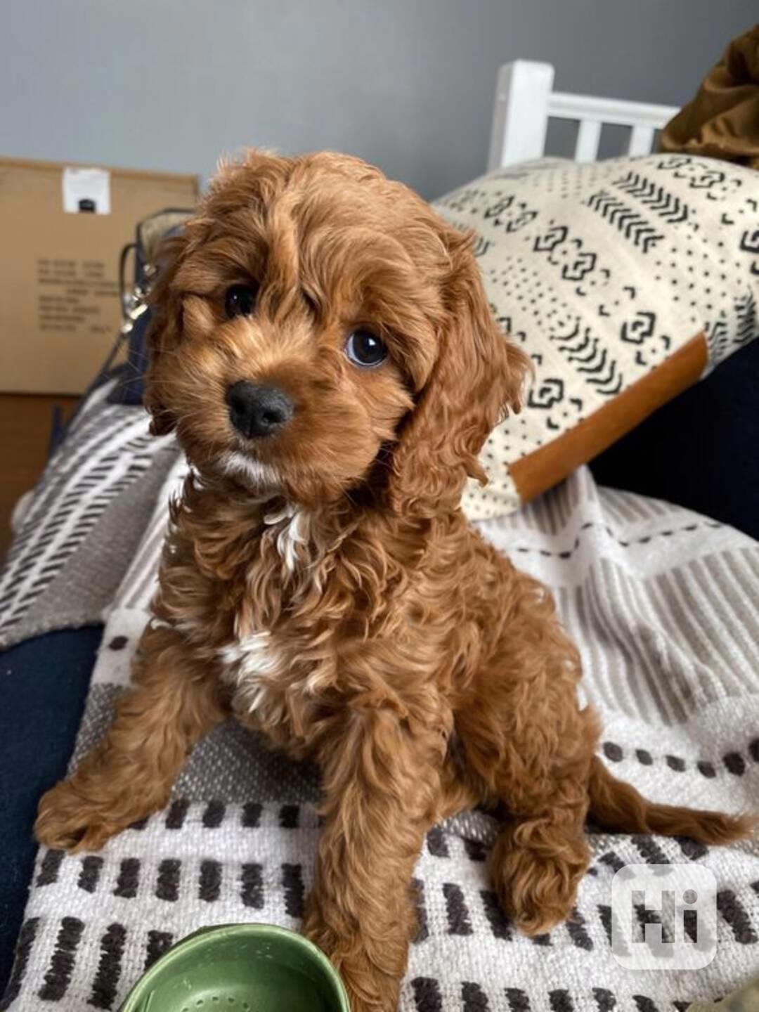 Prodám hypoalergenní štěňata Mini Cockapoo - foto 1