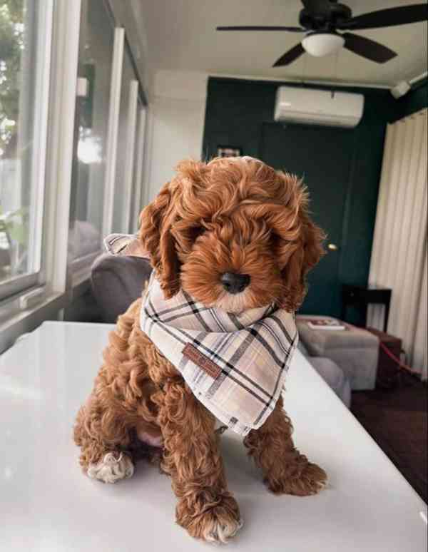 Prodám hypoalergenní štěňata Mini Cockapoo - foto 2