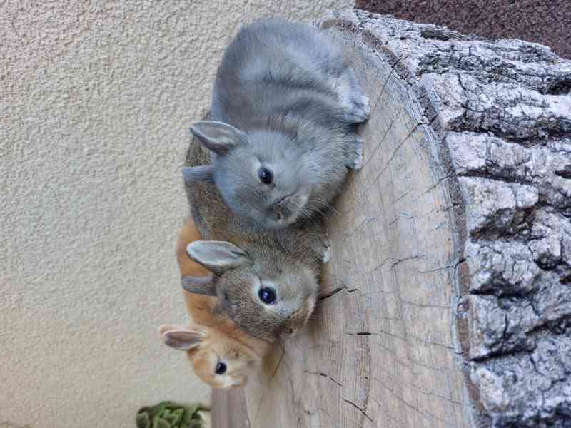 Zakrslý králík hladkosrstý - sameček - foto 2