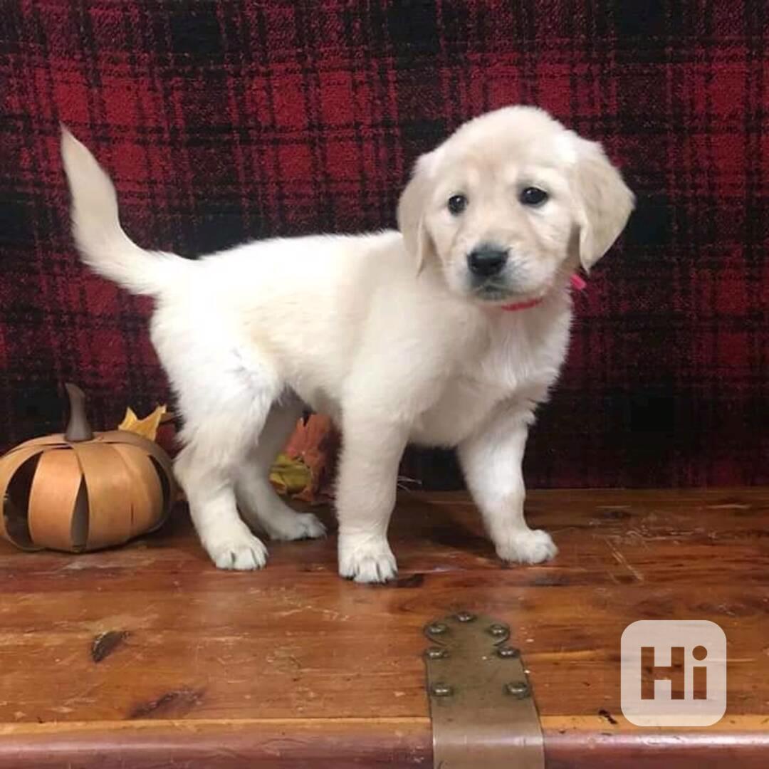 Dvě okouzlující štěňata zlatého retrívra - foto 1