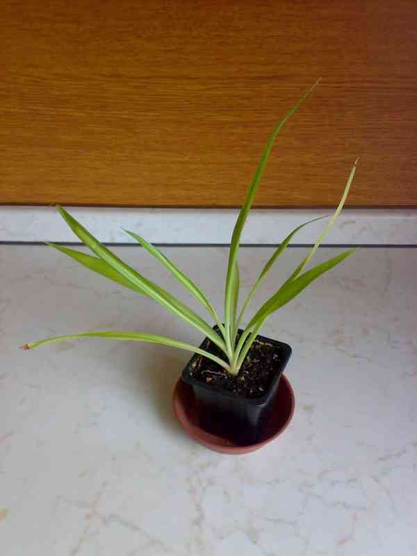 Zelenec - Chlorophytum comosum - Zelený - rostlina - foto 3