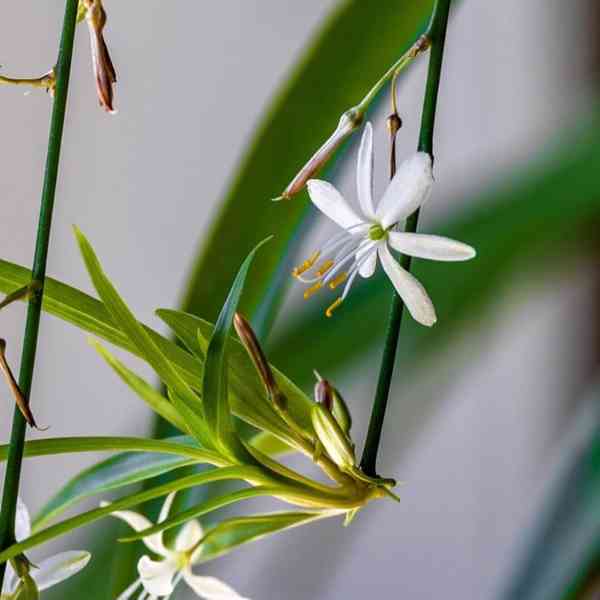 Zelenec - Chlorophytum comosum - Zelený - rostlina - foto 2