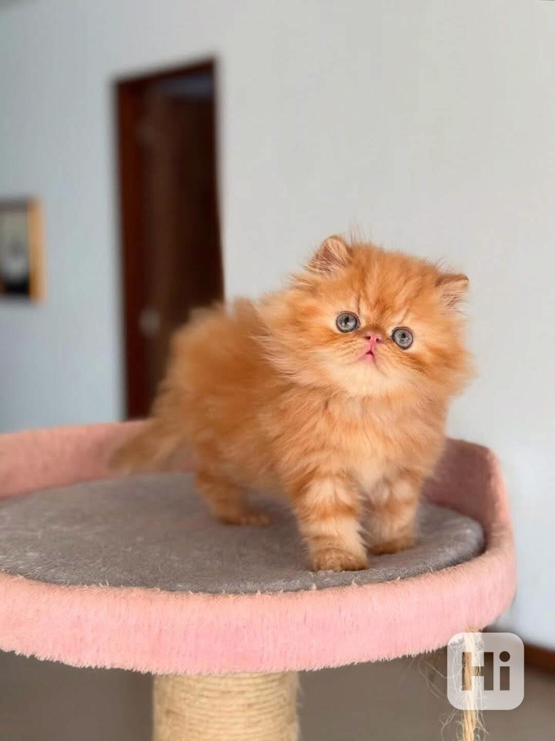 Perská koťata k adopci - foto 1