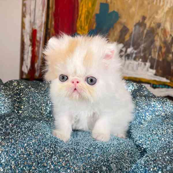 Perská koťata k adopci - foto 2