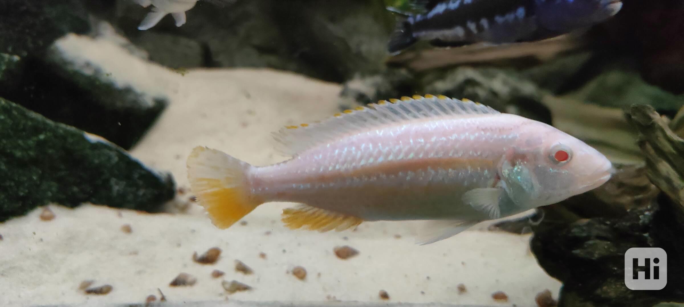 Tlamovci Malawi - foto 1