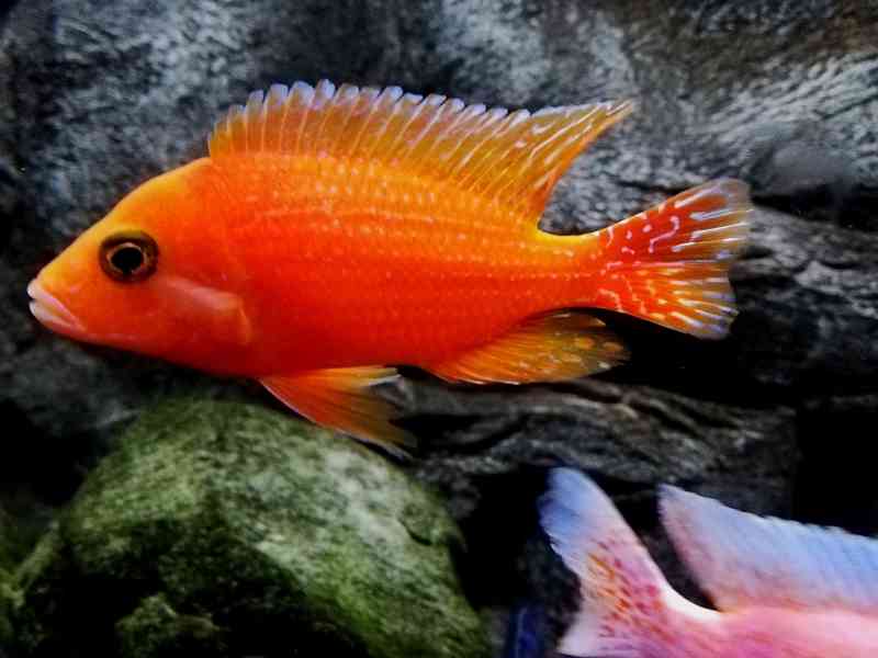 Tlamovci Malawi - foto 7