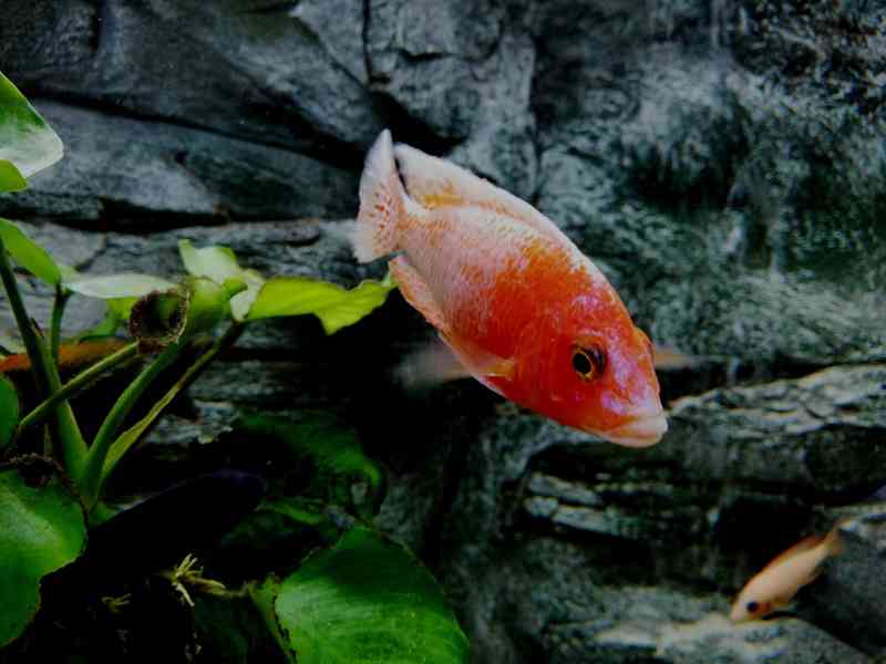 Tlamovci Malawi - foto 17