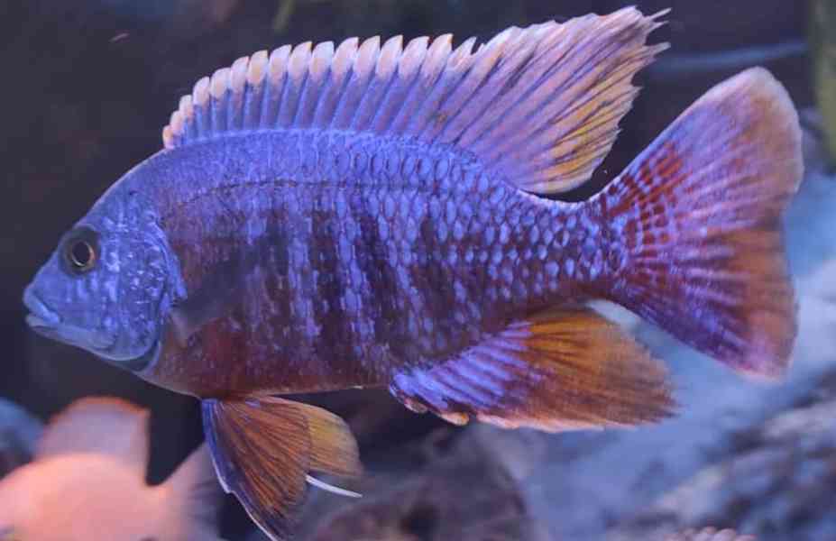 Tlamovci Malawi - foto 20