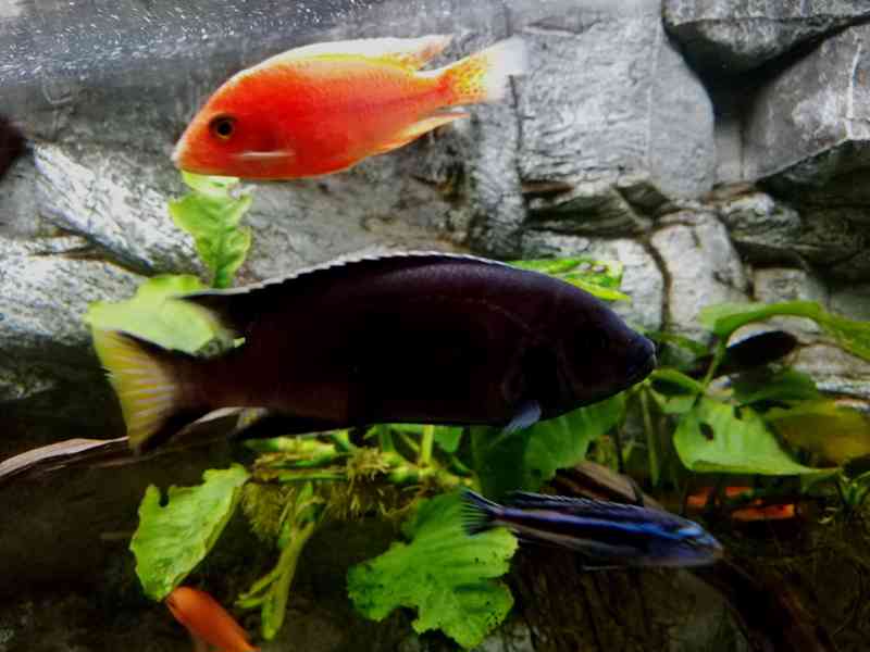 Tlamovci Malawi - foto 13