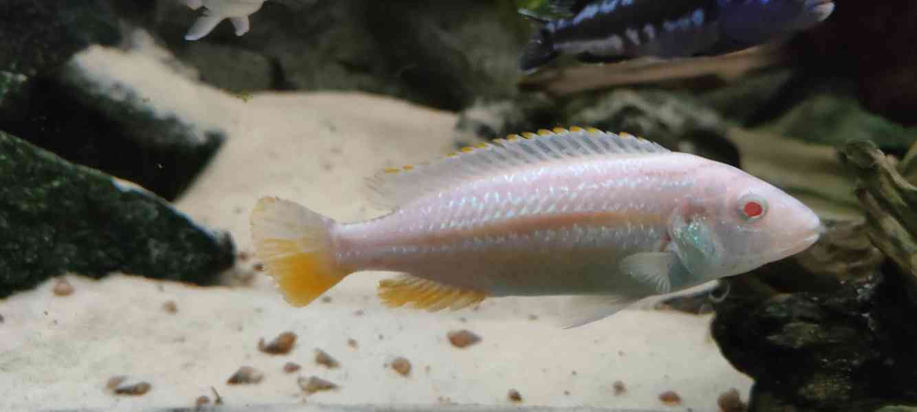 Tlamovci Malawi - foto 1