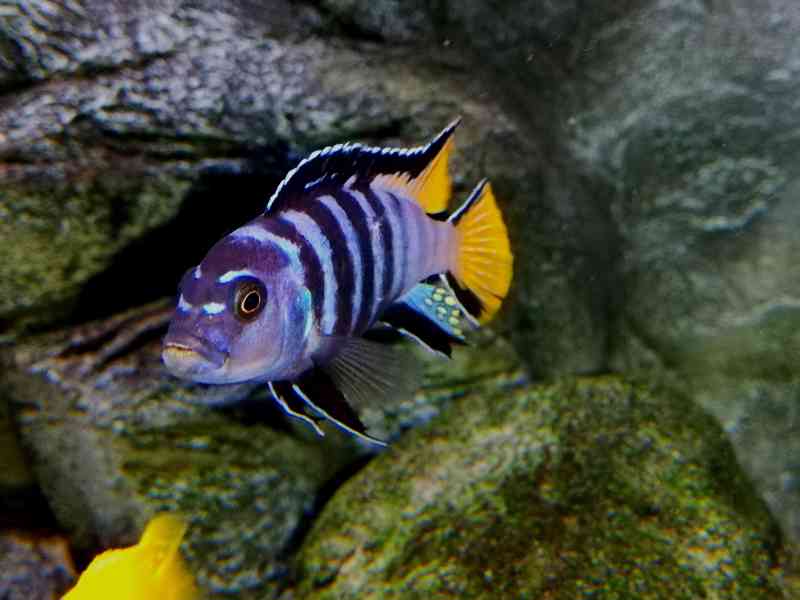 Tlamovci Malawi - foto 6