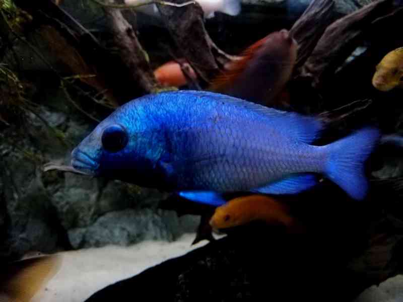 Tlamovci Malawi - foto 10