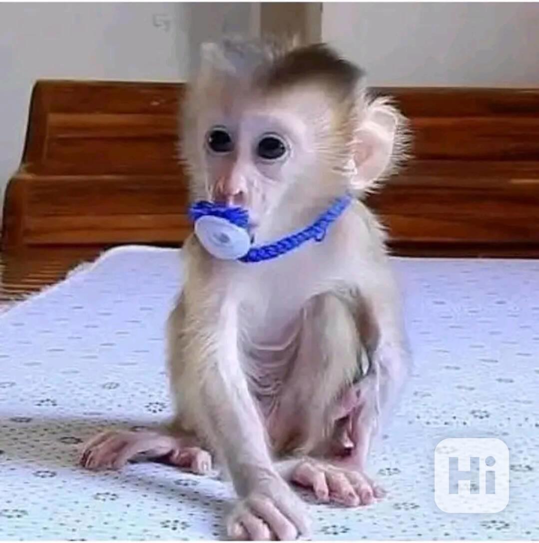  K dispozici kapucín pro zábavu - foto 1