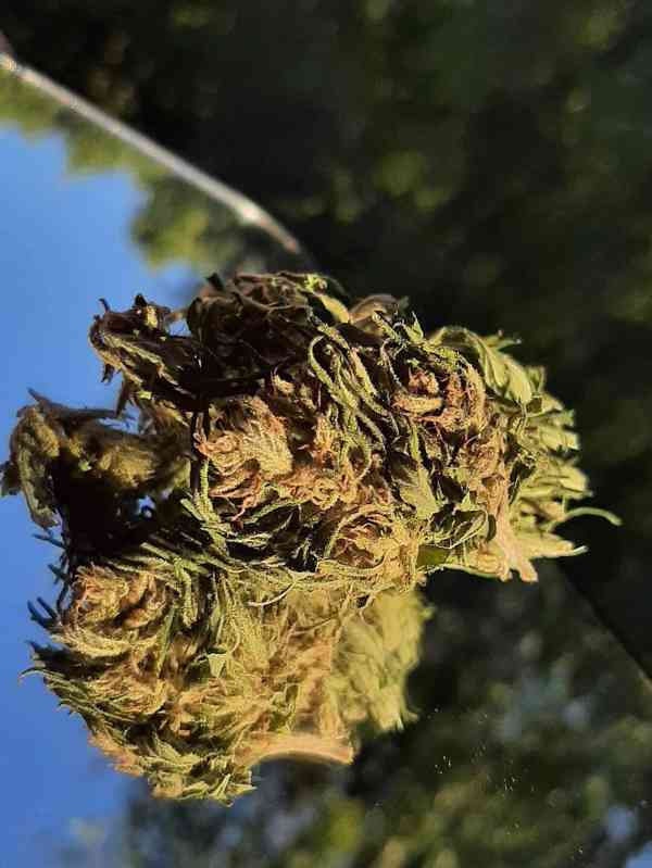 Prodám květy marihuany Swiss Dream CBD - foto 1