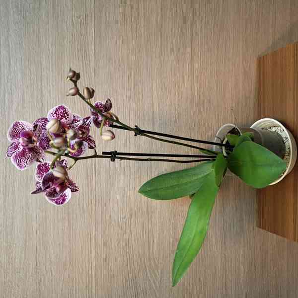 Phalaenopsis Mini - foto 2