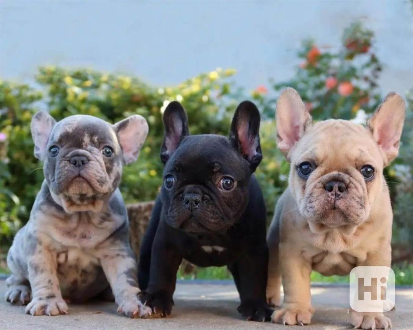 Super štěňata francouzského buldočka na prodej - foto 1