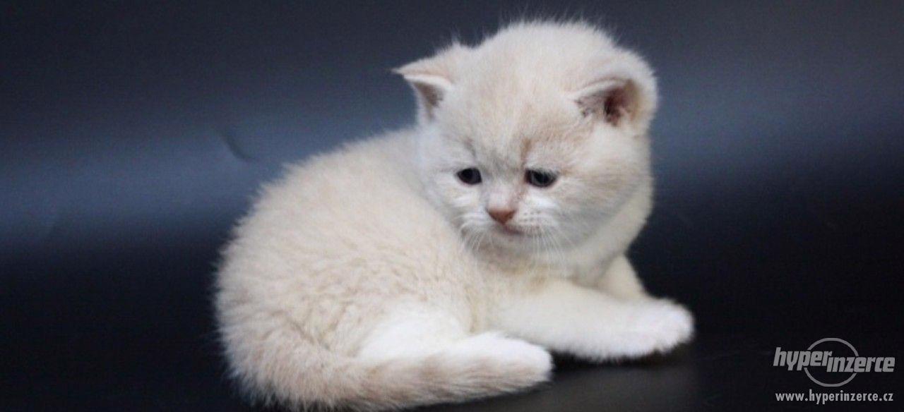 Britská koťátka - foto 1