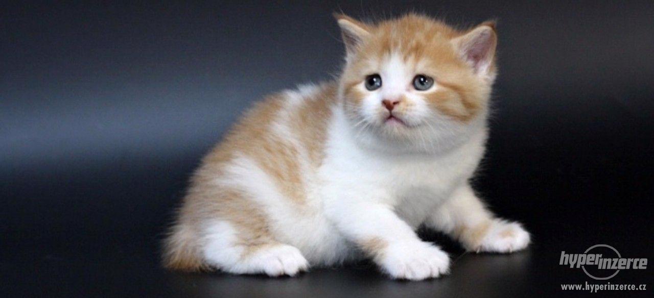 Britská koťátka - foto 2